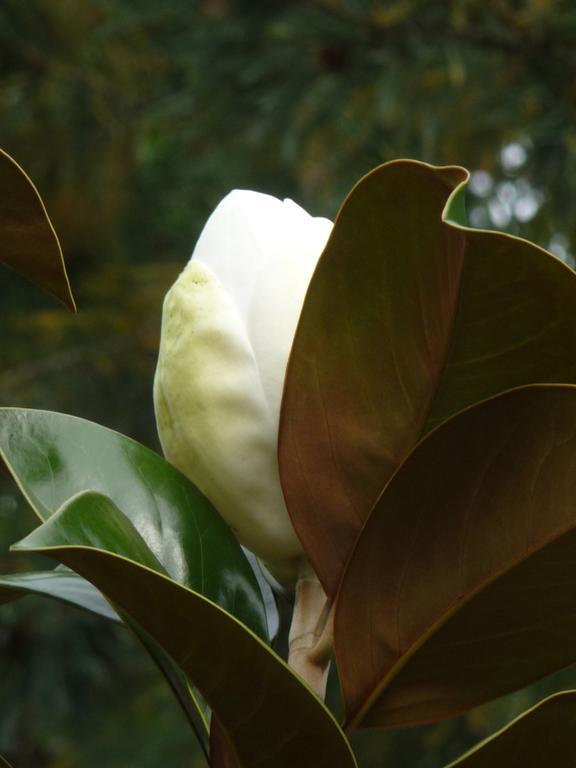 Magnolia Petal Bed & Breakfast Ganges Екстериор снимка